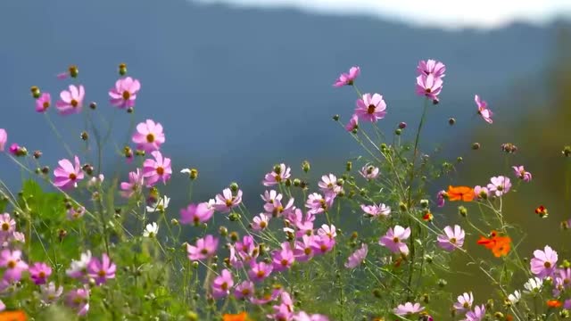 Nature and music that make you feel relaxed and happy
