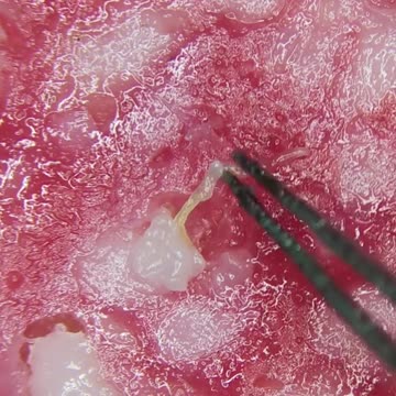 Look what is in this Pepperoni