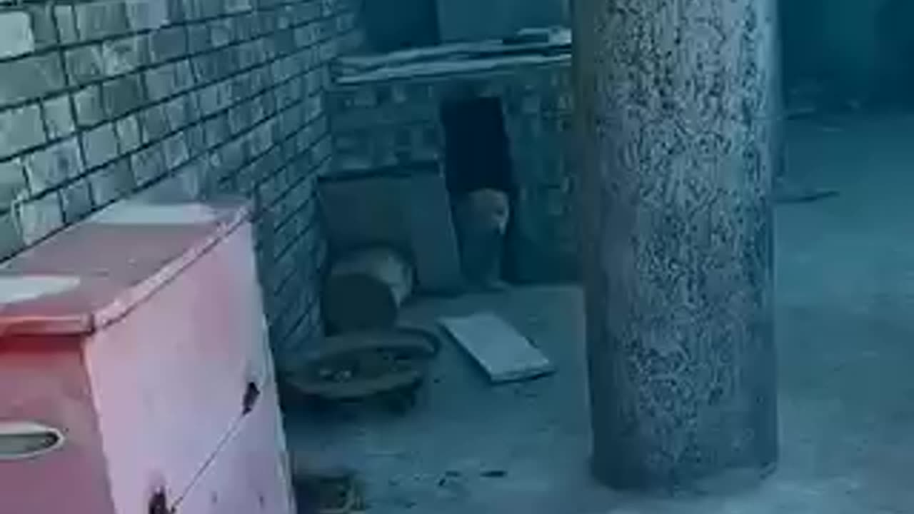 My dog is under water