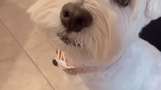 Mochi Dog