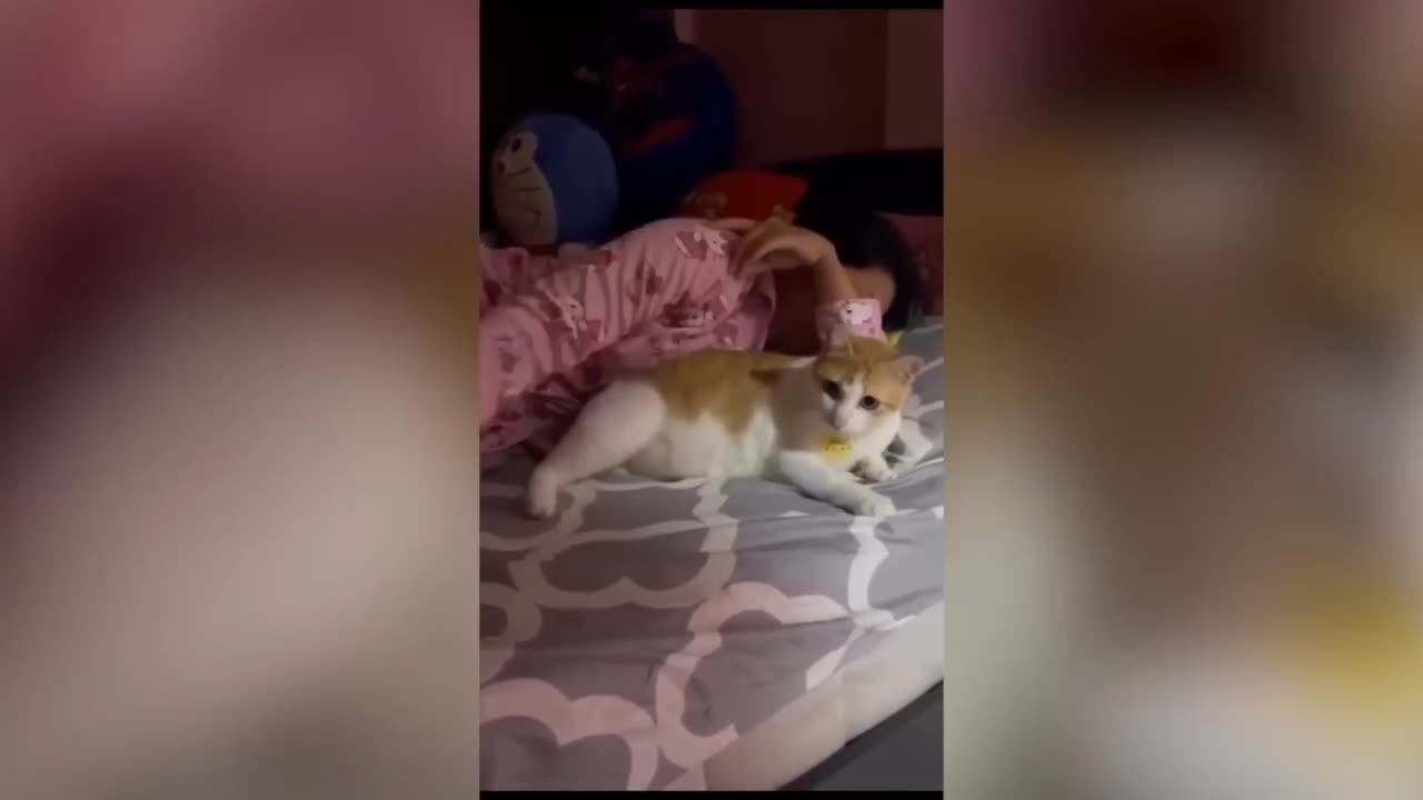 Funny cat funny moments 🤣😺