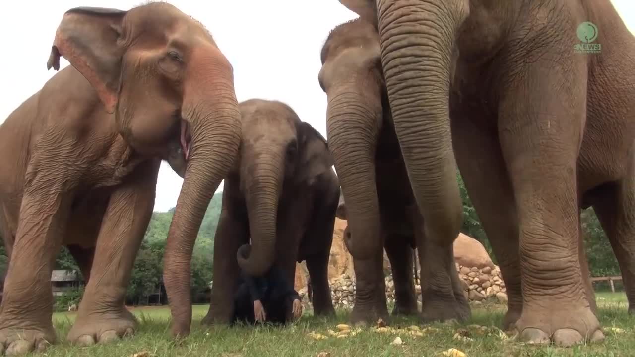 Listen To The Sounds Of Elephants While They Eat - ElephantNews