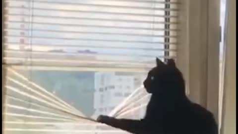 Black funny cat