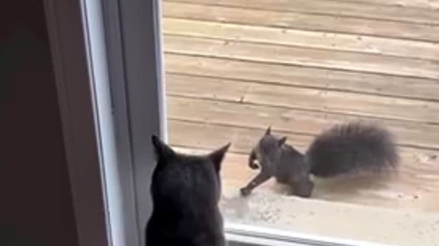 Can cats and squirrels be friends?