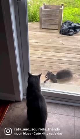 Can cats and squirrels be friends?