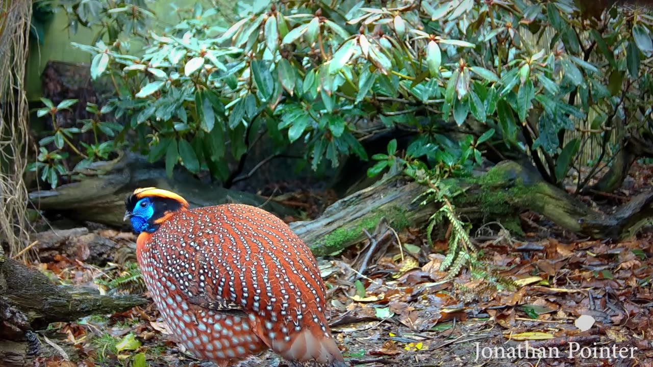 Temminck's tragopan Tragopan temminckii