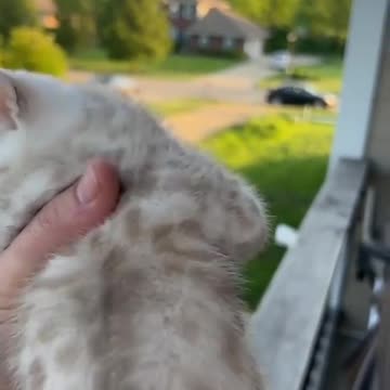 Mama Cat Come Home When Baby Cat Calls | Pets At Home | Cute Cats