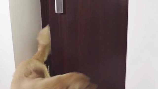 Dog short film - The boss
