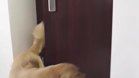 Dog short film - The boss