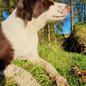 Chicken Madness 🔥 Dinner