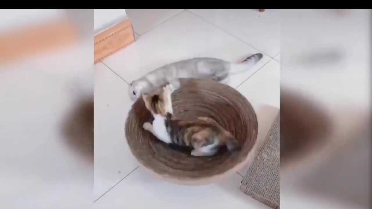 Cute cat😘video @cat care