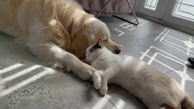 The Cat that never leaves the Golden Retriever