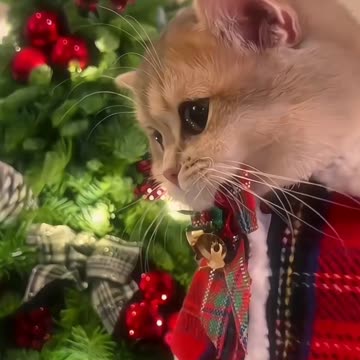 Merry Meow Christmas