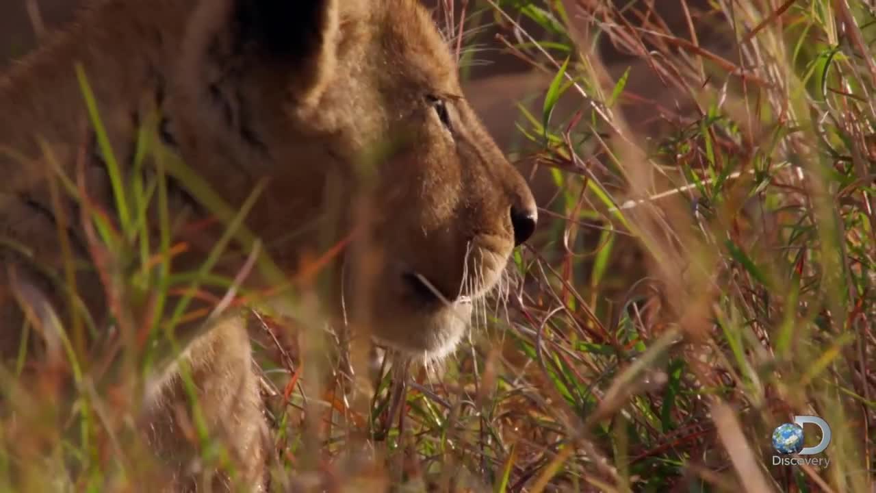 Lion cubs play with each other