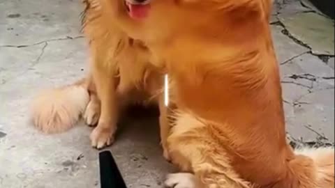 Dogs Showing Love for Each Other 🐶💞