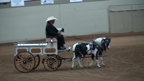 AMHR Nationals_ Draft horses! Minis