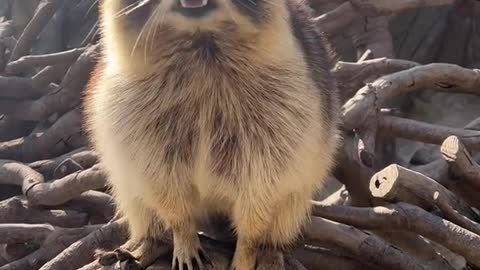 A lemur with thick fur