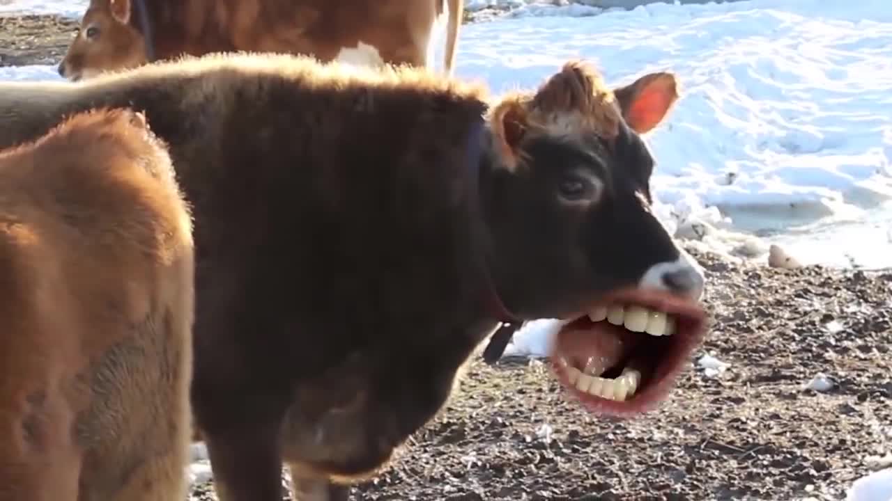 MOO