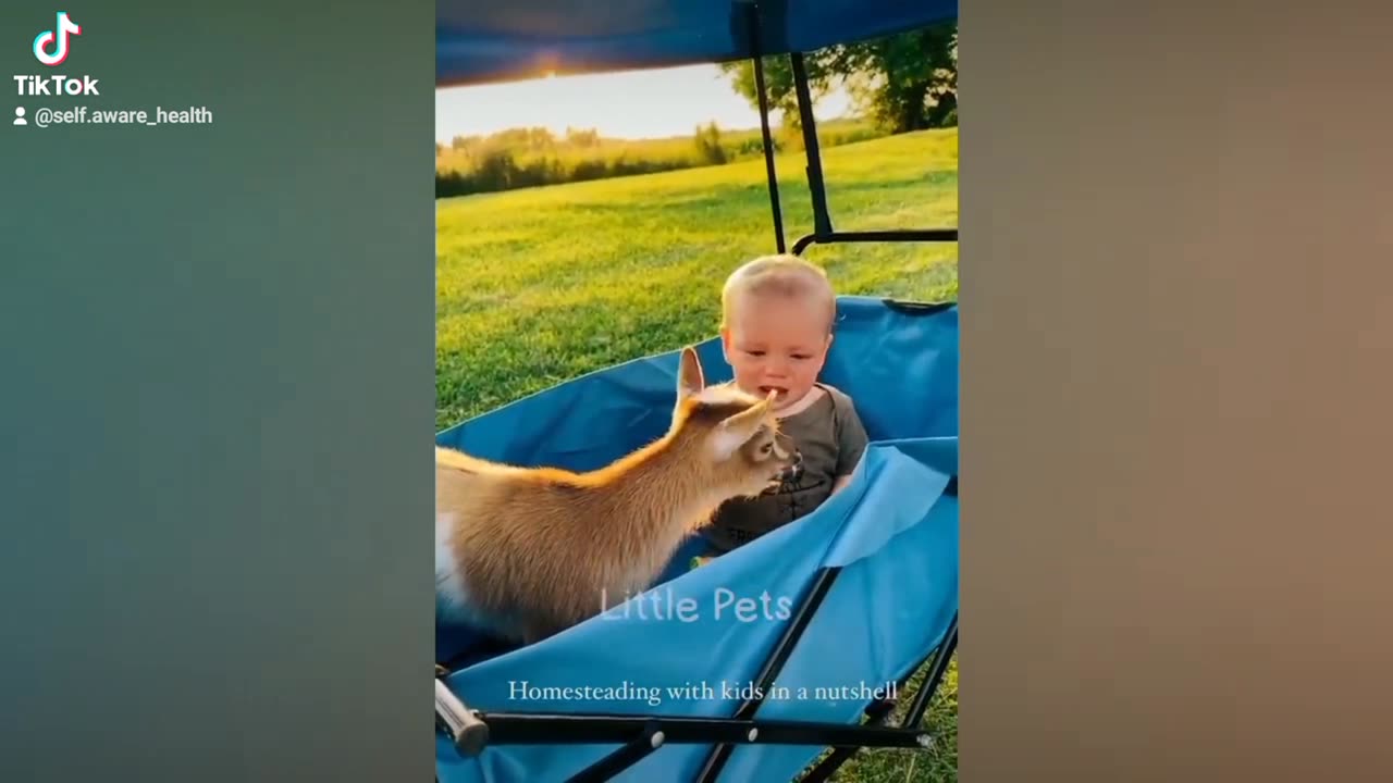 Funniest animals
