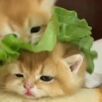Yummy Meow Burger 🍔🍔🍔