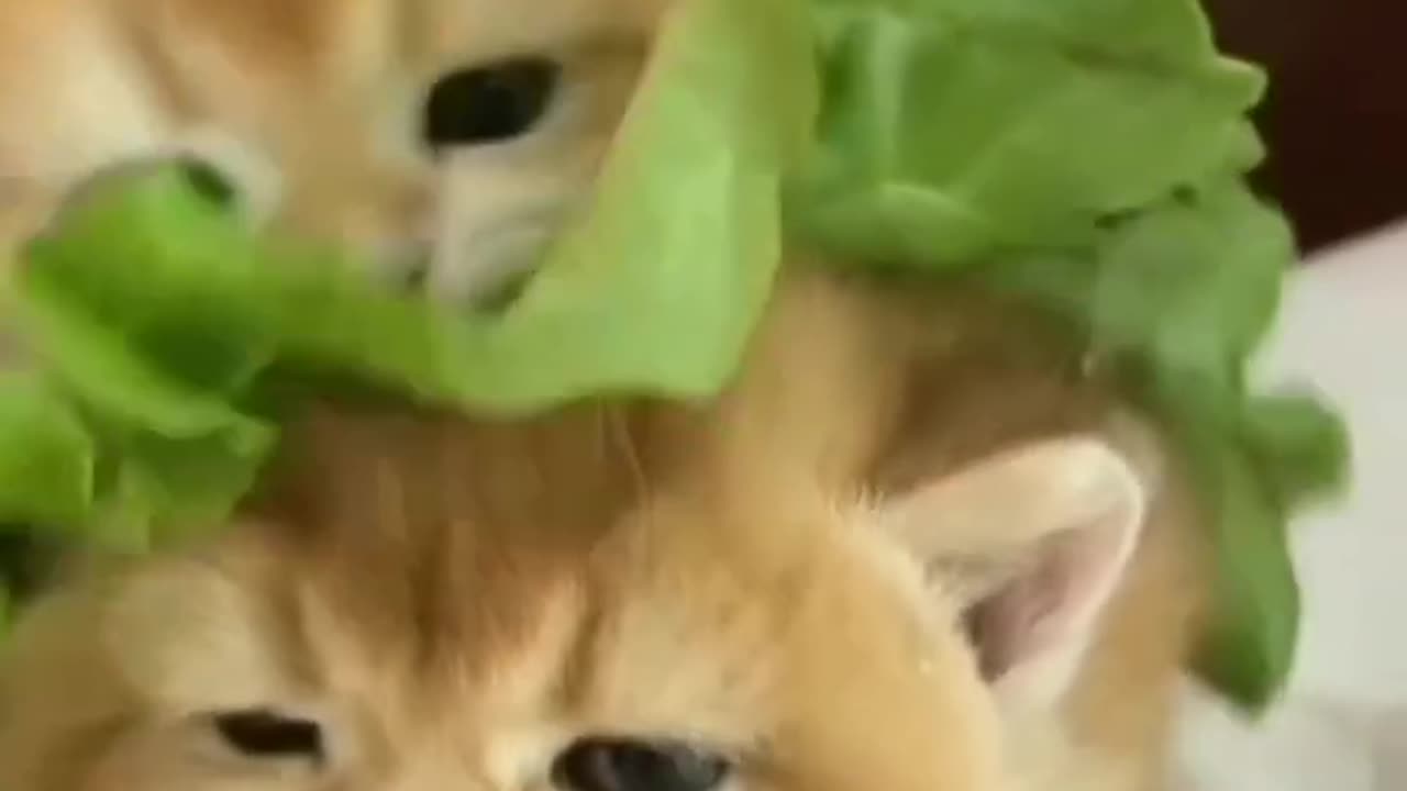 Yummy Meow Burger 🍔🍔🍔