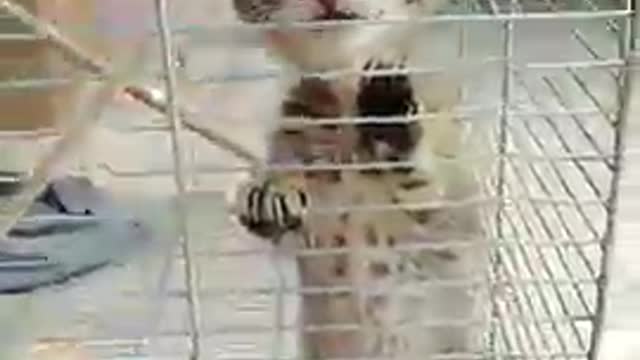 cute kitten videos short leg cat- KimsKennelUS