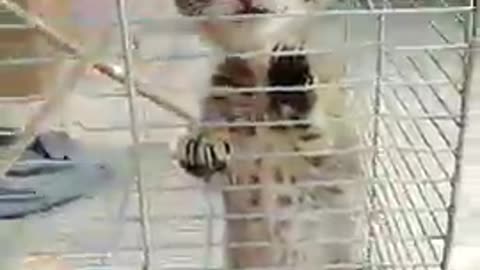 cute kitten videos short leg cat- KimsKennelUS