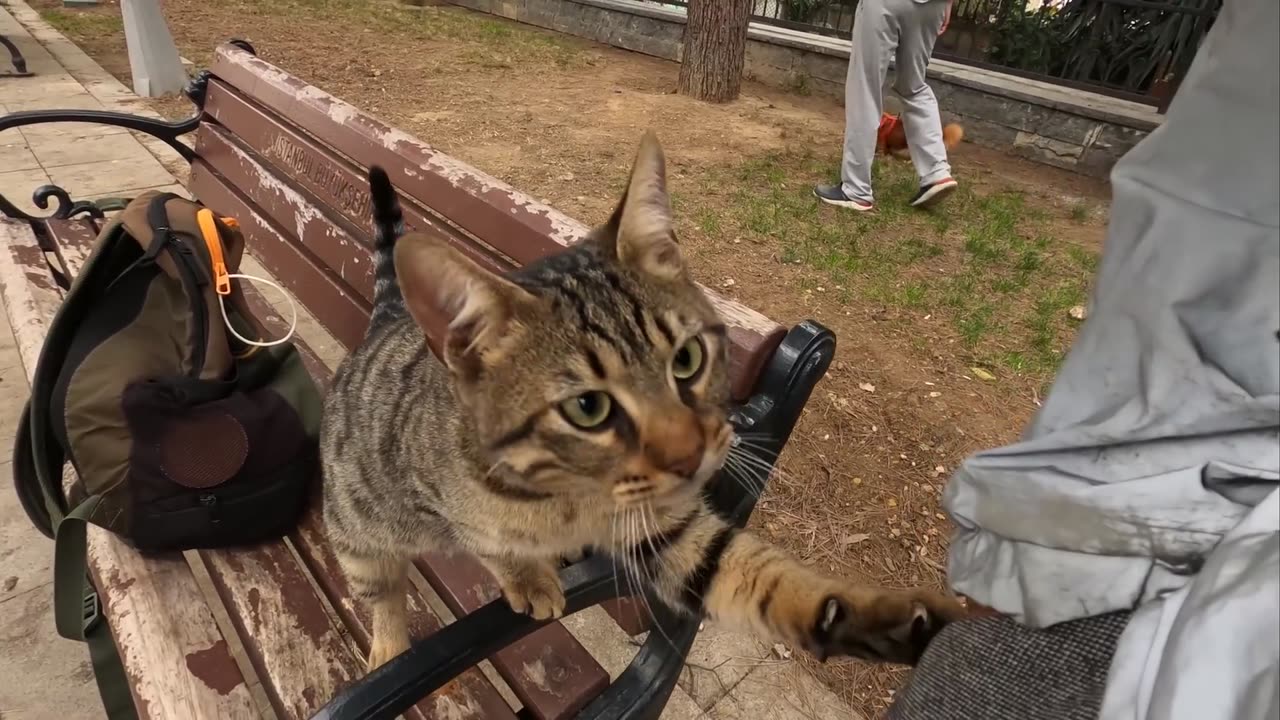 Stray cat asking for affection in a cute way