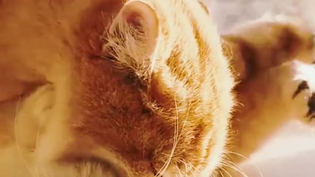 Am I cute?#fyp #animals #cat #kitty #cute