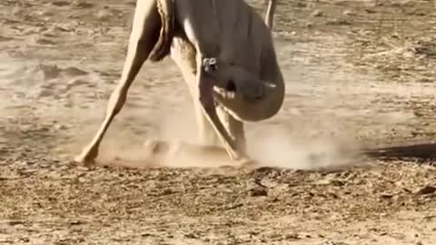 Watch "The camel kills itself and commits suicide.