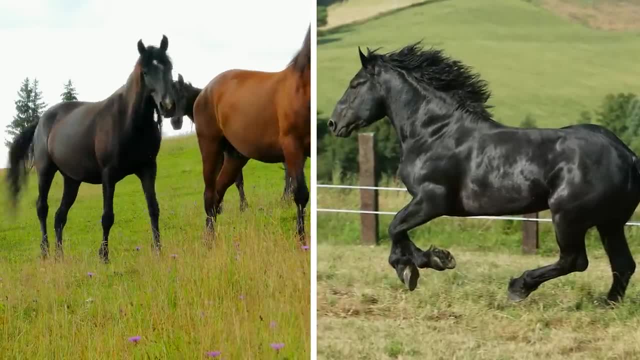 Most Powerful Horse Breed in the world