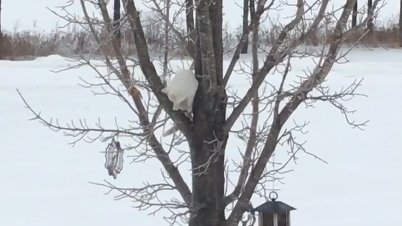 Cats like to climb trees?