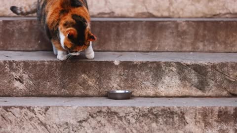 A cat is on the step