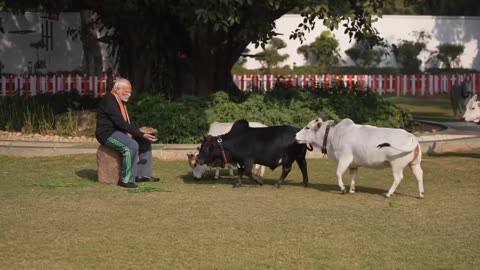 Modi and cow