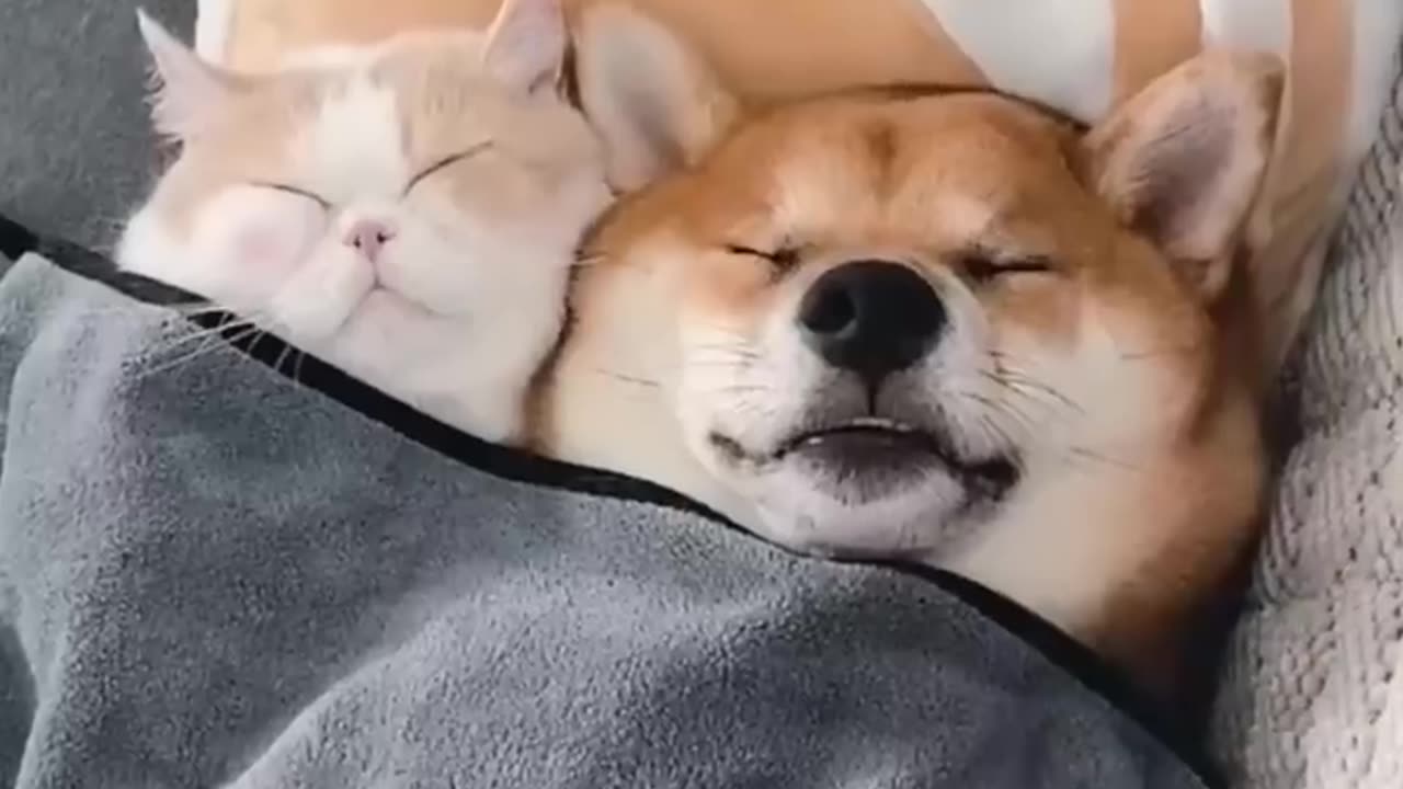 Beautiful unlikely friendship between a dog and cat