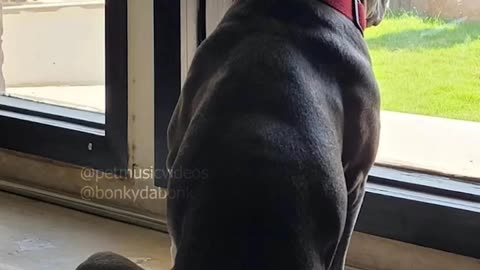 My beautiful Black Dog