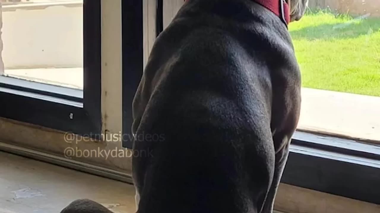 My beautiful Black Dog