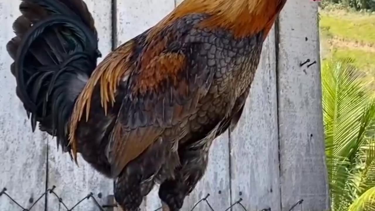 Funny Chicken Japanese Bantam