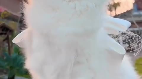Beautiful cute cat 😱😱😱small cute little kitty