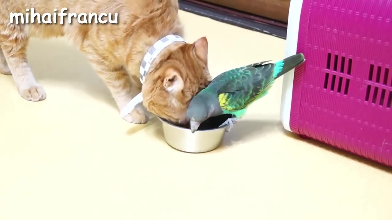 Funny parrots Annoying cats compilation