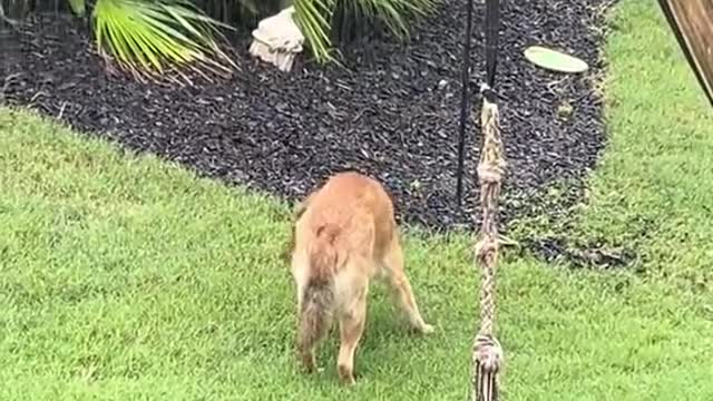the magic rain turned my dog into a fox