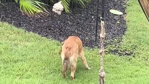 the magic rain turned my dog into a fox