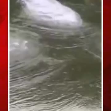 ఏంటీ సబ్‌ ఎయిర్‌ సిస్టమ్‌? | #ground #cricket #trending #ytshorts #shorts | FBTV NEWS