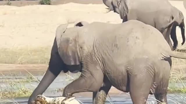 ELEPHANT KILLS CROCODILE