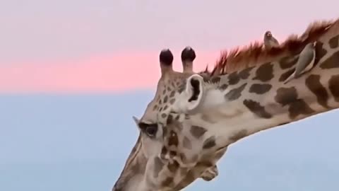 Animals love ❤️