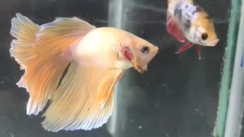 Betta the Beast | Male Female Bettas