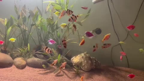 Planted tank with tiger barbs