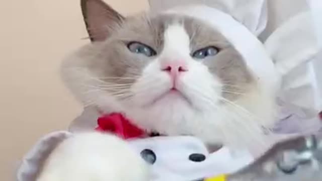 ❤️❤️❤️Baby Cats Short Videos👌👌👌