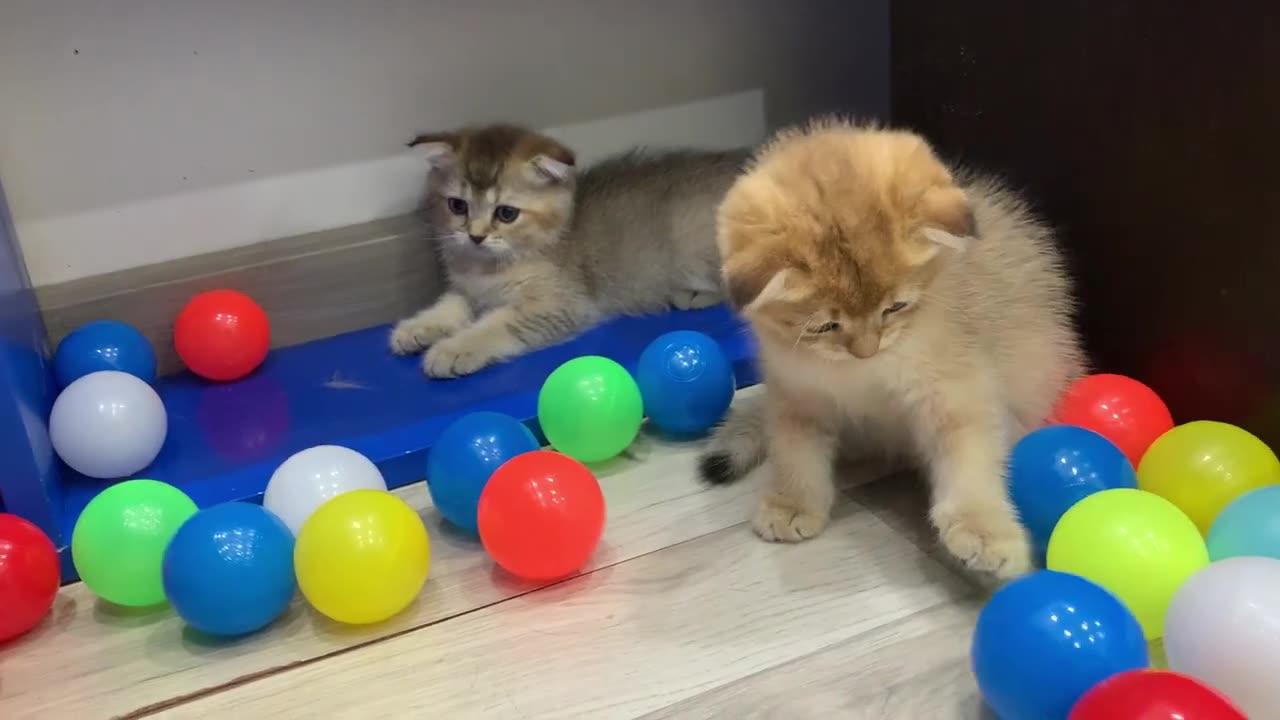 Funny kittens playing with colorful balls