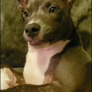 Dog Biting Its Paw, Gets Your Attention, And Bites The Camera - Tiktok dogs (Funny Animals #393)